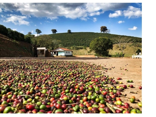 Fazenda Pena Branca — café